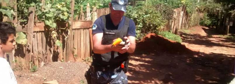 Guarda Civil de Botucatu resgata filhote de tucano ferido